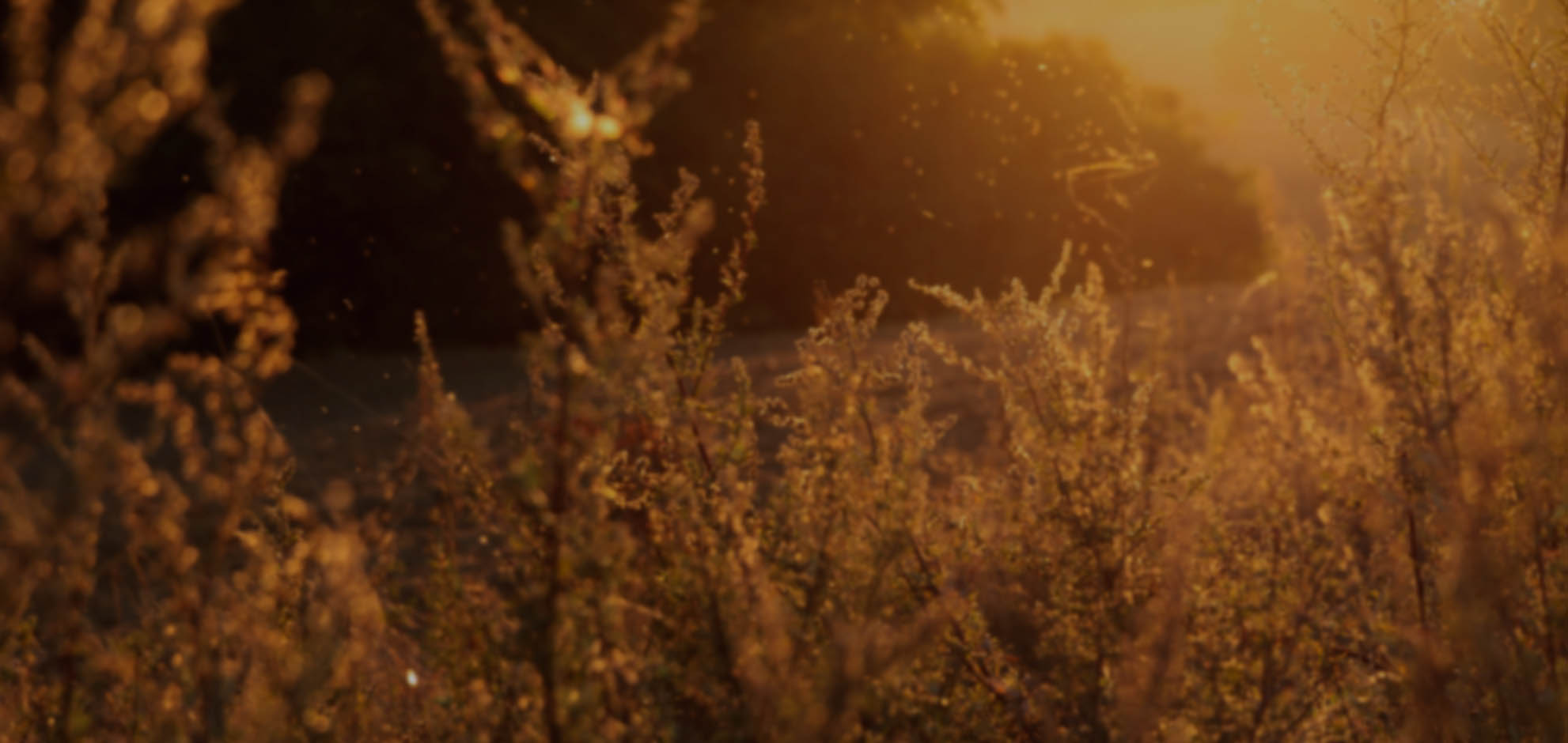 cc攻击免费网页版